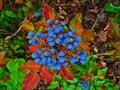 Hollyleaved barberry, Oregon Holly Grape, Oregon Holly